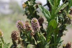 Pterocaulon serrulatum