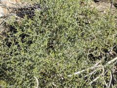 Fagonia laevis