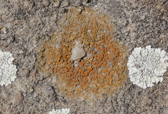 Polycauliona ludificans
