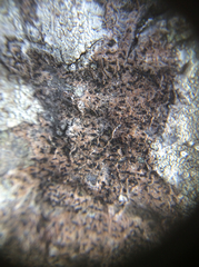 Opegrapha