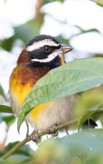 Spindalis zena benedicti