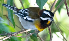 Spindalis zena benedicti