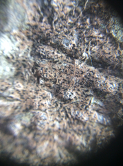Opegrapha
