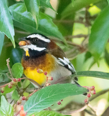 Spindalis zena benedicti