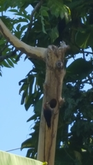 Melanerpes radiolatus