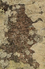 Opegrapha