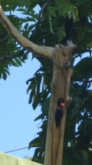 Melanerpes radiolatus