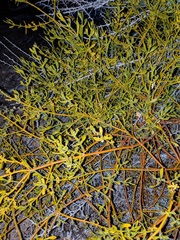 Phoradendron brachystachyum