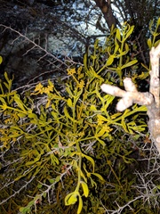 Phoradendron brachystachyum