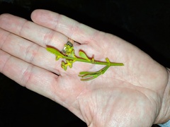 Phoradendron brachystachyum