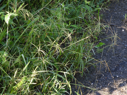Chloris radiata iNat (3)