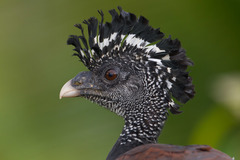 Great Curassow photo 2
