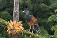 Great Curassow photo 1