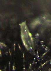 Hesperomyces coccinelloides