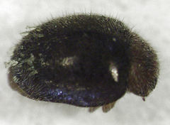 Hesperomyces coccinelloides