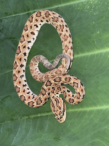 Photo of a Autlán Long-tailed Rattlesnake (Crotalus lannomi)
