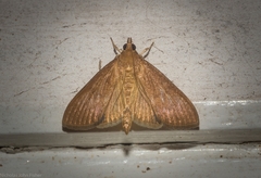 Protonoceras mitis