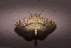 Haritalodes obliqualis