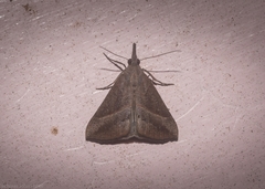 Hypena obacerralis