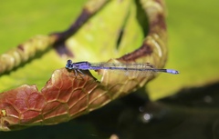 Enallagma semicirculare