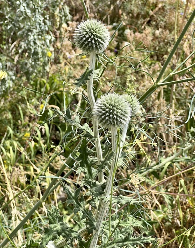 ježibaba guľatohlavá (Echinops sphaerocephalus)
