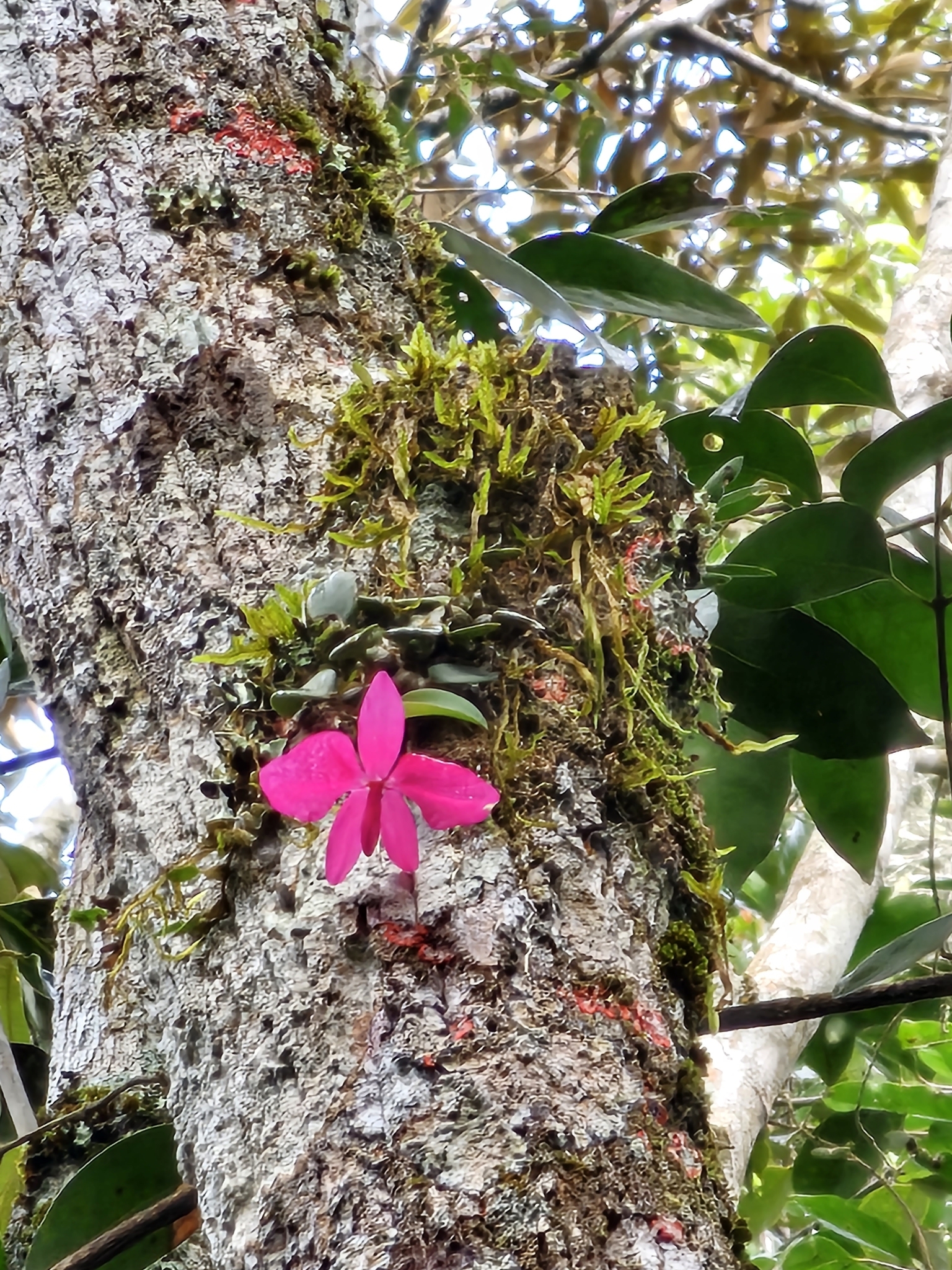Imagem de Orquídea