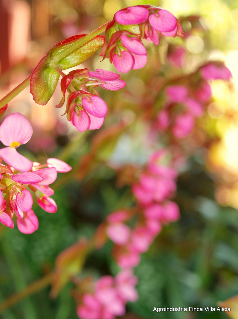 Foto de Begonia
