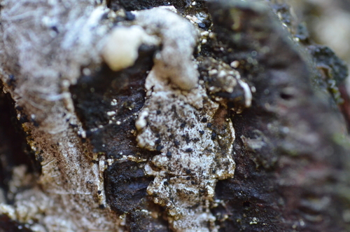 Sarea difformis image