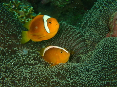 Amphiprion leucokranos
