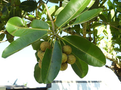 Calophyllum
