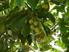 Calophyllum