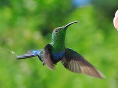 Eulampis holosericeus