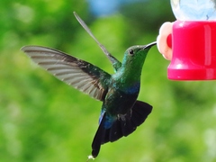 Eulampis holosericeus