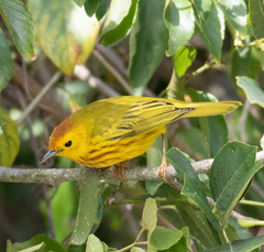 Setophaga petechia rufivertex