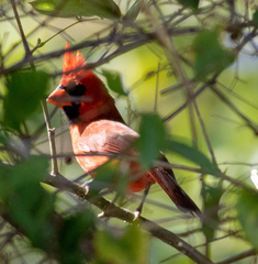 Cardinalis cardinalis saturatus