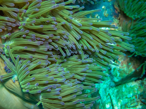 Magnificent Sea Anemone (Radianthus magnifica)