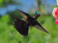 Orthorhyncus cristatus