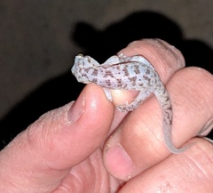 Phyllodactylus nocticolus