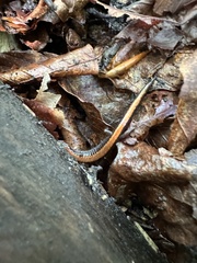 Plethodon cinereus image
