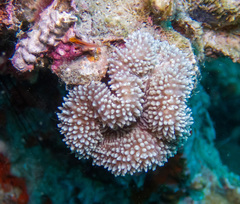 Lobophyllia flabelliformis