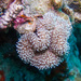 Lobophyllia flabelliformis