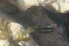 Acanthoclinus fuscus