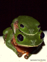 Agalychnis moreletii image