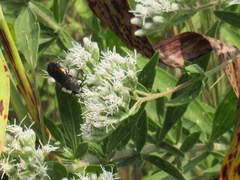 Stizoides renicinctus