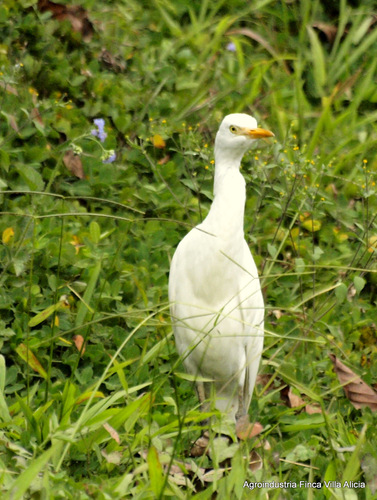 Bubulcus ibis image