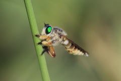 Megaphorus