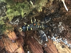 Dasyproctus pentheri