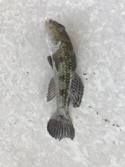 Acentrogobius caninus