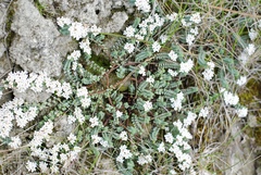 Pimelea carnosa