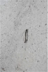 Erechthias stilbella